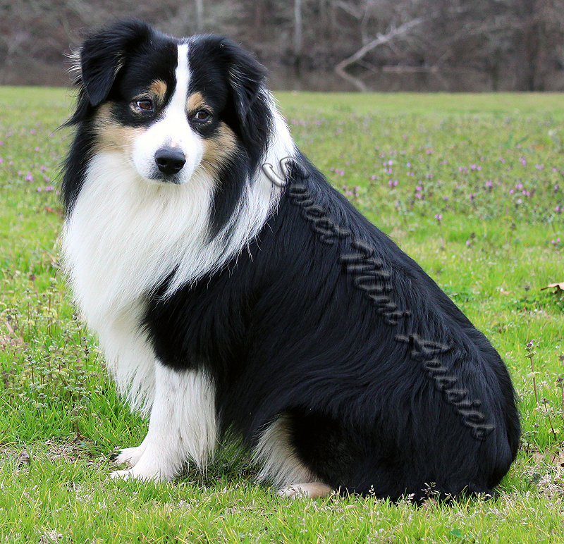 Timberline's Hez Bad to the Bone is a black tri small Standard Australian Shepherd male. Timberline's Hez Bad to the Bone is a black tri small Standard Australian Shepherd male.